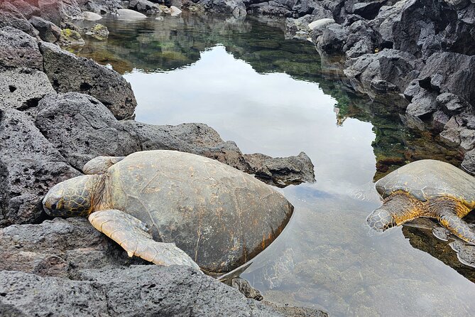 Hilo and Volcano National Park Tour for Cruise Passengers at port - Key points to know before booking