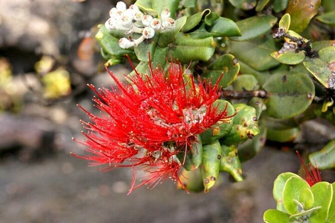 Hilo and Volcano National Park Tour for Cruise Passengers at port - Liliuokalani Gardens and old Hilo