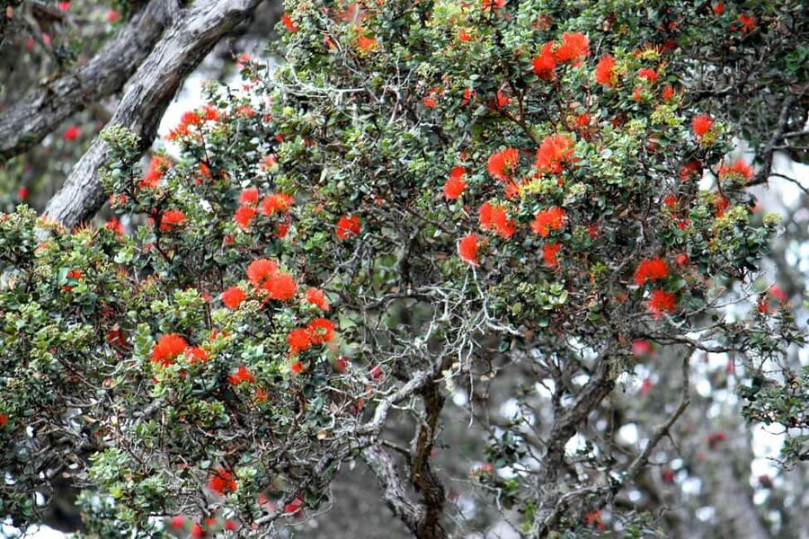 Hilo: Hawaii Volcanoes National Park and Hilo Highlights … - Liliuokalani Gardens beside Hilo Bay