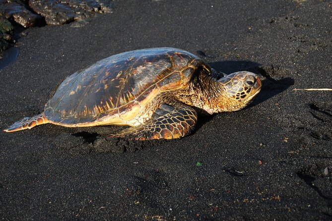Hilo Shore Excursion: Volcanoes National Park & Black Sand Beach - Macadamia treats and a useful snack stop