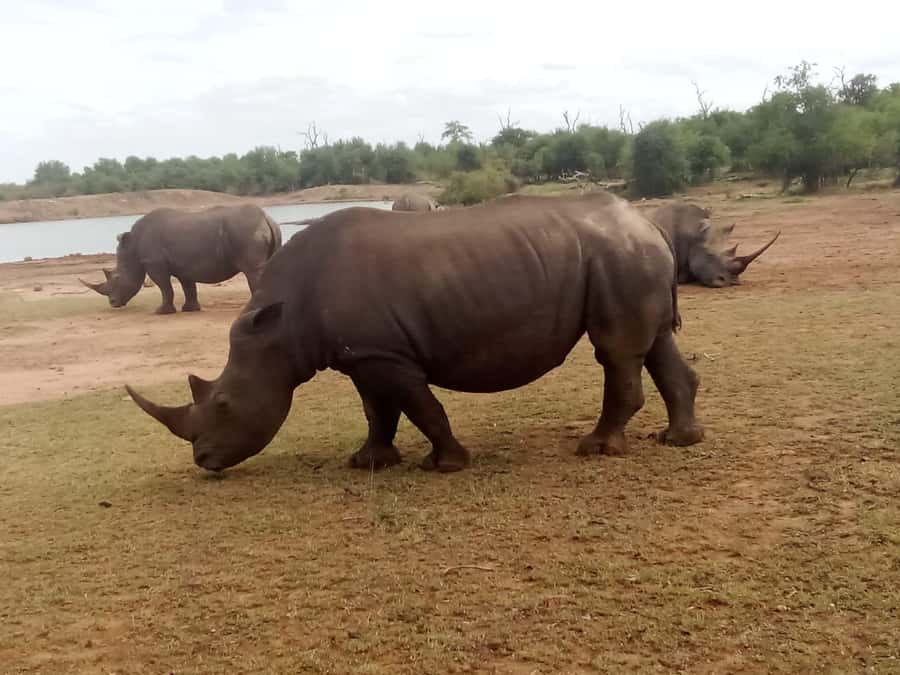 Hlane National Park, Safari Day Tour - Why Hlane is worth the long ride from Maputo
