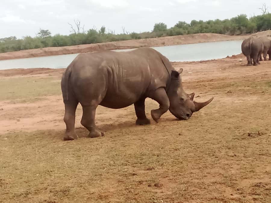 Hlane National Park, Safari Day Tour - Rhinos at Ndlovu Camp and the best close encounters