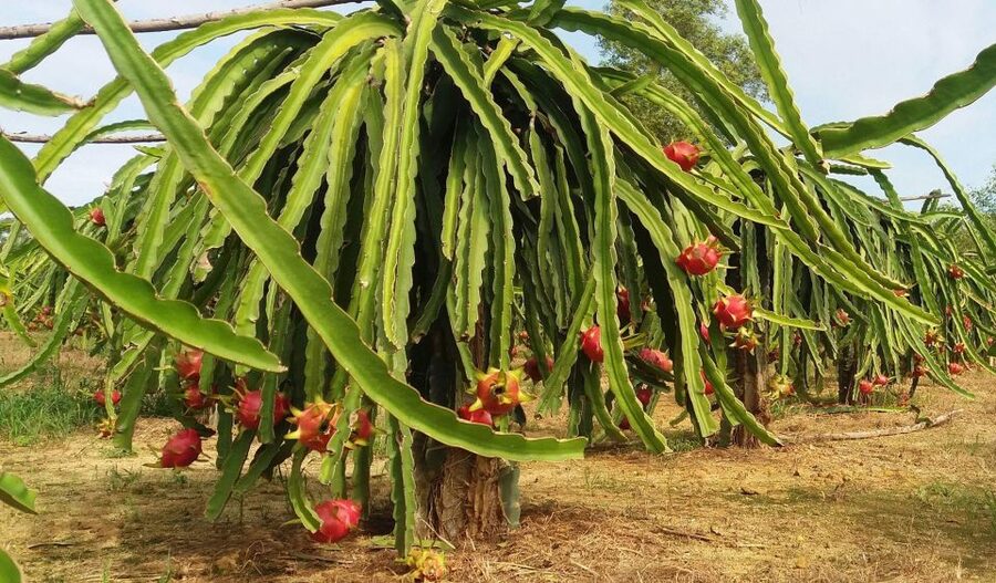 Ho Coc Beach, Nature Reserve & Dragon Fruit Farm Day Tour - Meeting Ms. Loan at Bong Trang commune