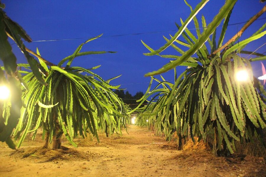 Ho Coc Beach, Nature Reserve & Dragon Fruit Farm Day Tour - A short forest walk at Phuoc Buu Nature Reserve