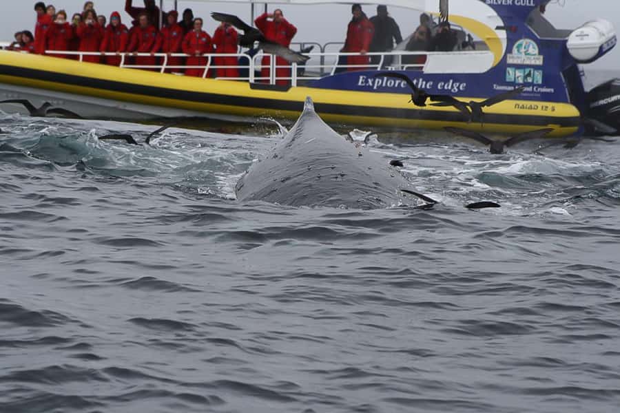 Hobart: Bruny Island Wilderness Coast Eco Cruise with Lunch - A full day built around Bruny Island’s wild coast