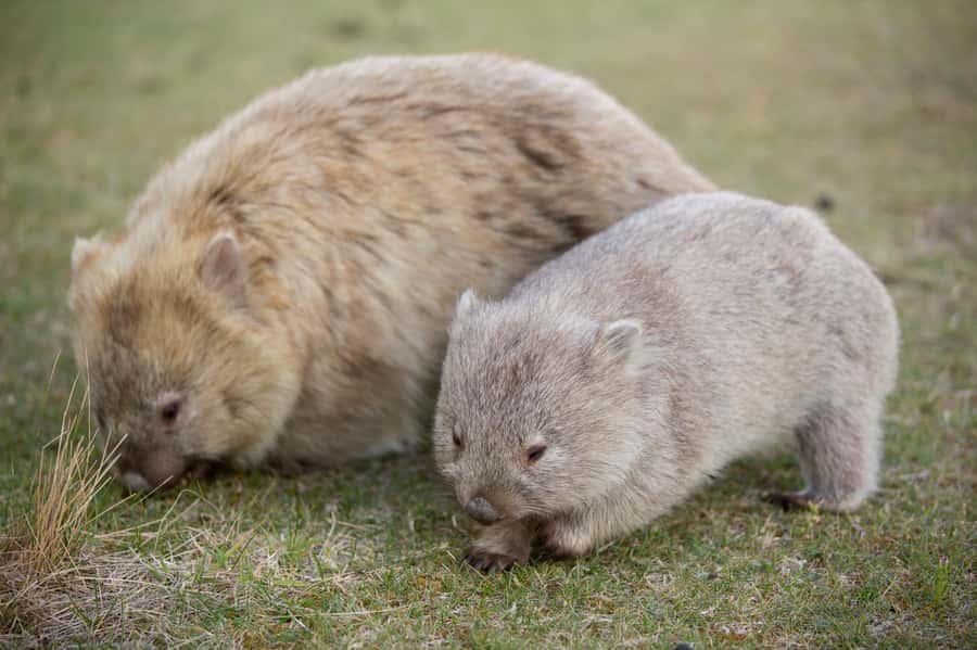 Hobart: Maria Island National Park Active Full-Day Tour - Why Maria Island feels different from a normal day trip