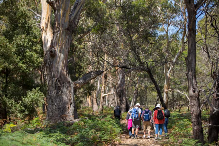 Hobart: Maria Island National Park Active Full-Day Tour - The ferry crossing and first steps on Maria Island