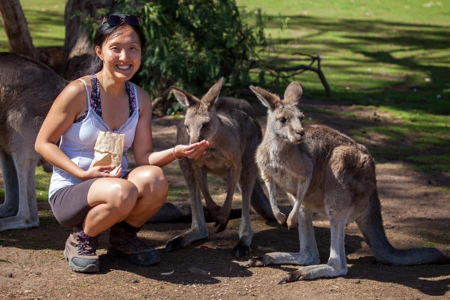 Hobart: Mt Field National Park & Wildlife Shore Excursion - Key points to know before booking