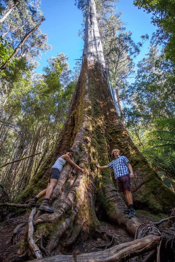 Hobart: Mt Field National Park & Wildlife Shore Excursion - A practical picnic lunch in the park