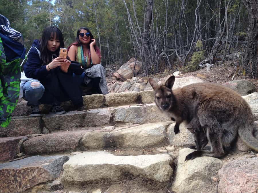 Hobart: Wineglass Bay & Freycinet National Park Active Tour - Honeymoon Bay, the practical lunch stop
