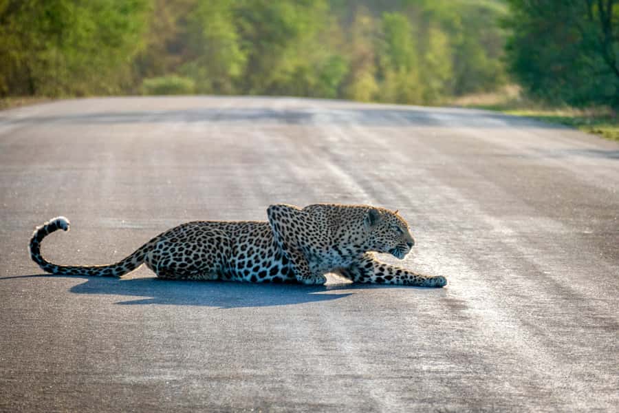 Hoedspruit: Full Day in ICONIC Kruger National Park - Key points to know before booking