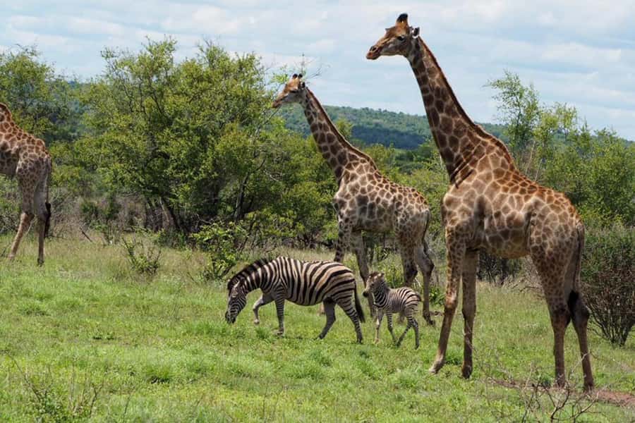 Hoedspruit: Full Day in ICONIC Kruger National Park - Group size, comfort, and weather