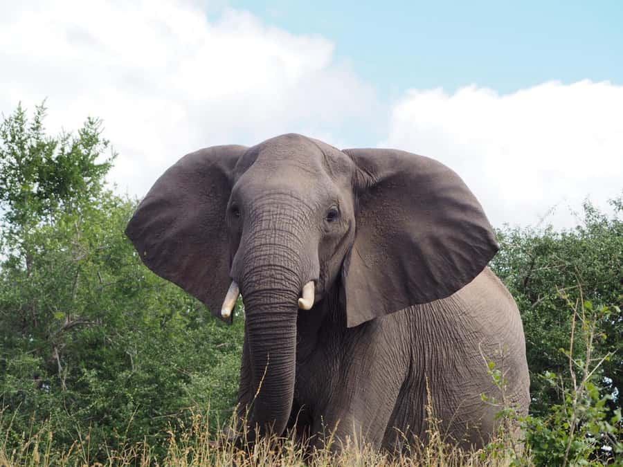 Hoedspruit: Full Day in ICONIC Kruger National Park - The first two hours of wildlife viewing