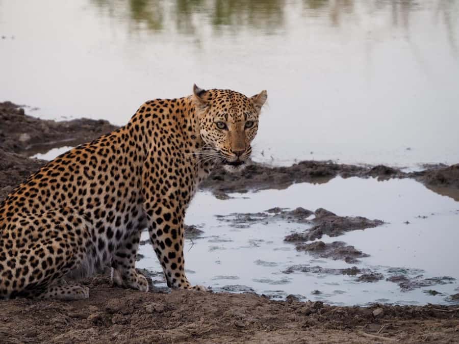 Hoedspruit: HALF Day in the Iconic Kruger National Park! - What this seven-hour outing really gives you