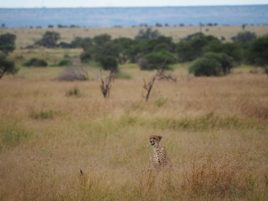 Hoedspruit: HALF Day in the Iconic Kruger National Park! - Coffee, tea, and South African rusks