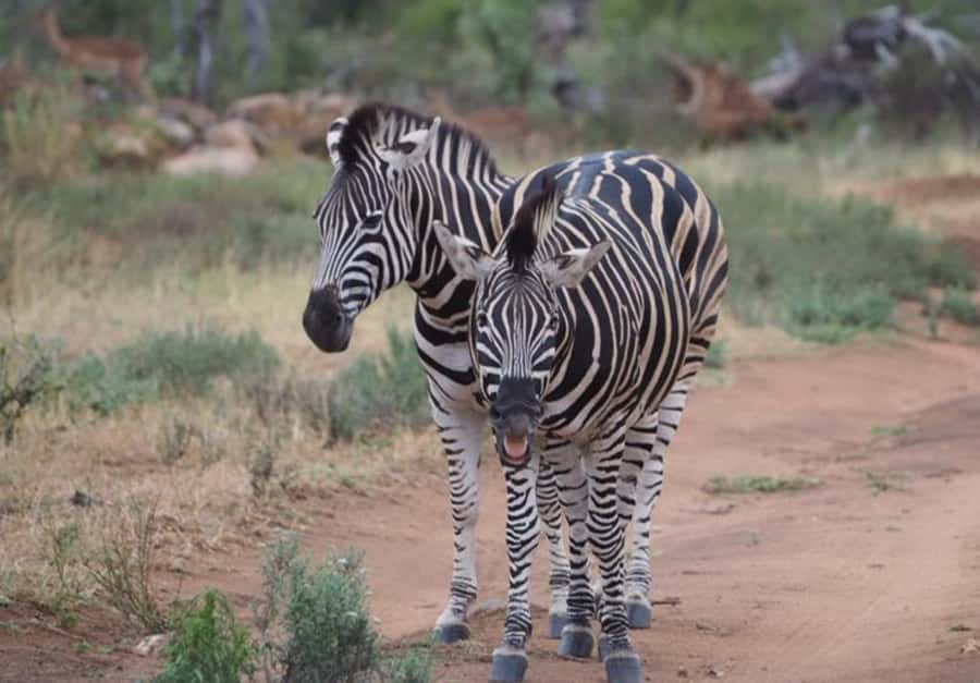 Hoedspruit: HALF Day in the Iconic Kruger National Park! - Reading Kruger from an open safari vehicle