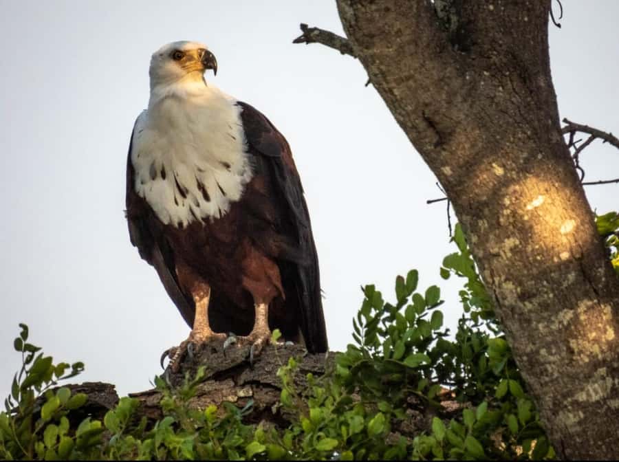 Hoedspruit: HALF Day in the Iconic Kruger National Park! - Wildlife sightings and realistic expectations