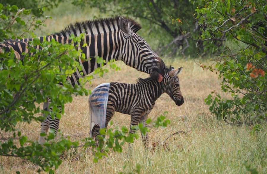 Hoedspruit: HALF Day in the Iconic Kruger National Park! - Satara Rest Camp and the midday pause