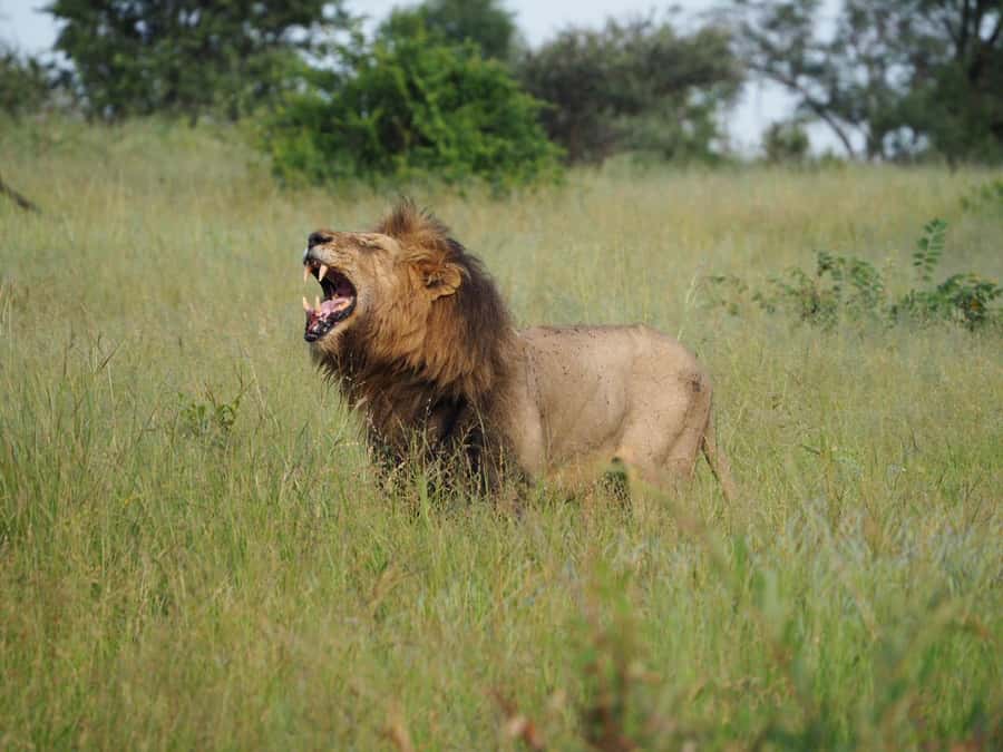 Hoedspruit: HALF Day in the Iconic Kruger National Park! - Who will get the most from this safari