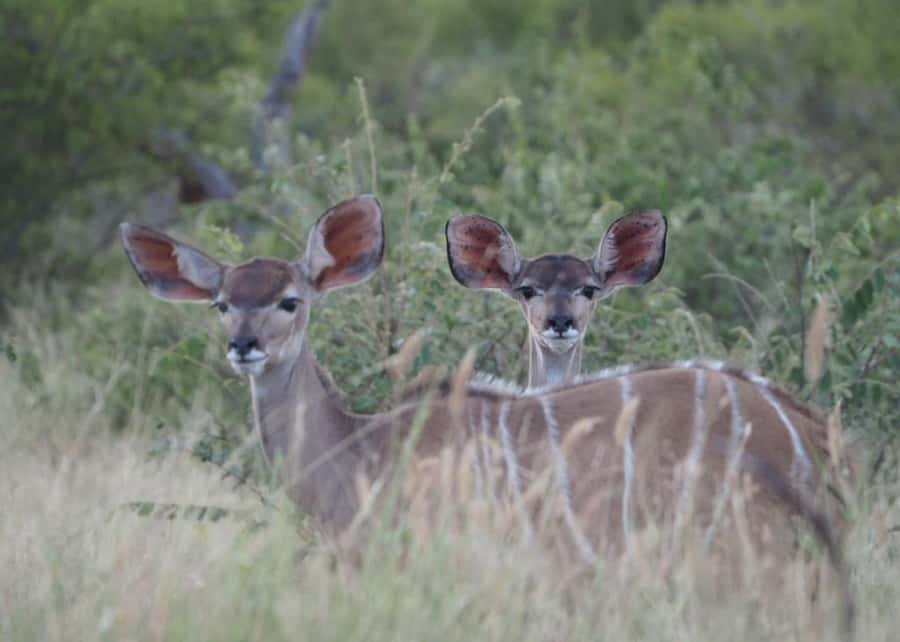 Hoedspruit: HALF Day in the Iconic Kruger National Park! - Weather, clothing, and small details that matter