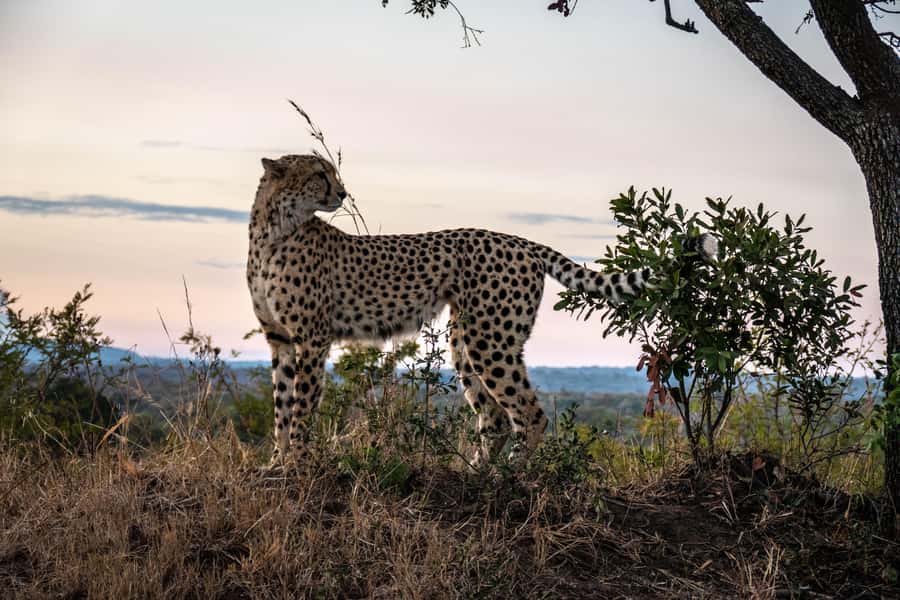 Hoedspruit: HALF Day in the Iconic Kruger National Park! - Starting the morning from Hoedspruit