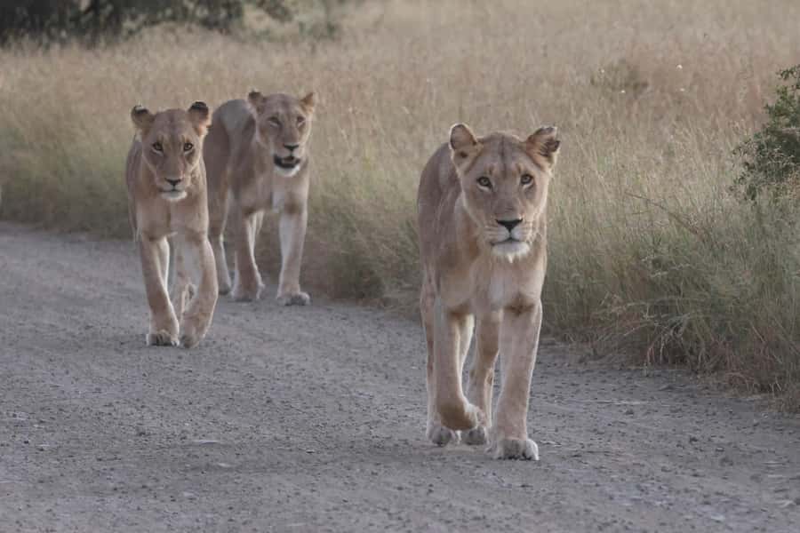 Hoedspruit: Private Kruger National Park Full-Day Safari - Why a Full Day in Kruger Makes Sense