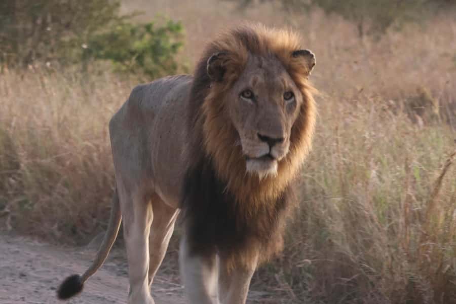 Hoedspruit: Private Kruger National Park Full-Day Safari - What to Pack for the 12-Hour Day