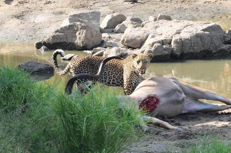 Hoedspruit: Private Kruger National Park Full-Day Safari - Leaving Hoedspruit Before the Park Opens Up