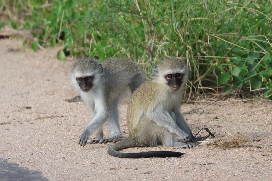 Hoedspruit: Private Kruger National Park Full-Day Safari - Coffee, Biscuits, and the Morning Break