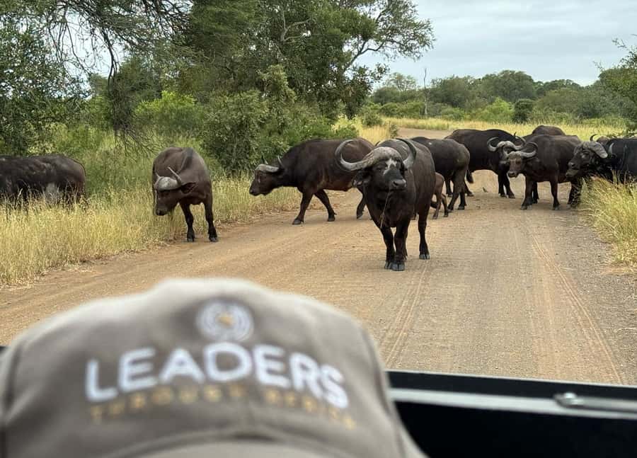 Hoedspruit: Private Kruger National Park Full-Day Safari - Guides Make the Difference