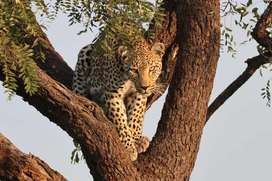 Hoedspruit: Private Kruger National Park Full-Day Safari - Rain, Heat, and Other Real Safari Conditions