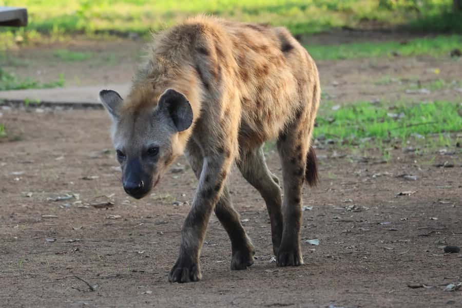 Hoedspruit: Private Kruger National Park Full-Day Safari - What the Open Vehicle Adds