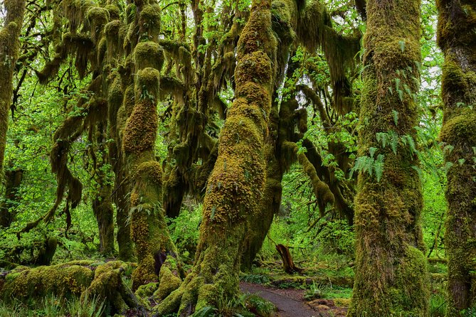Hoh Rain Forest and Rialto Beach Guided Tour in Olympic National Park - Why these two stops work so well together