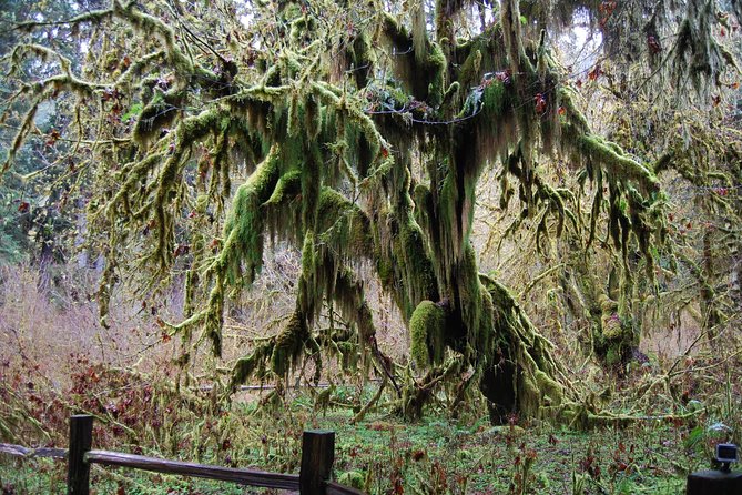 Hoh Rain Forest and Rialto Beach Guided Tour in Olympic National Park - A practical Forks stop for lunch and local color