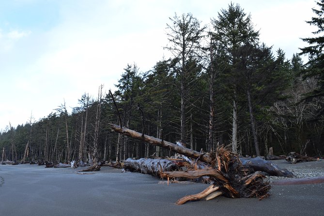 Hoh Rain Forest and Rialto Beach Guided Tour in Olympic National Park - What you are paying for at $195