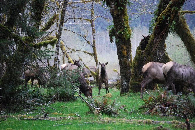 Hoh Rain Forest and Rialto Beach Guided Tour in Olympic National Park - Starting early from Port Angeles