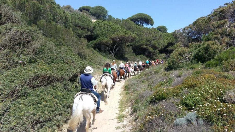 Horse-Riding Tour in Doñana National Park - What the beginner-friendly format really means
