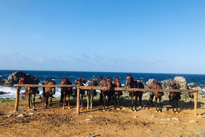 Horseback Ride Tour to Natural Pool in Arikok National Park - Should you book this Aruba horseback tour?