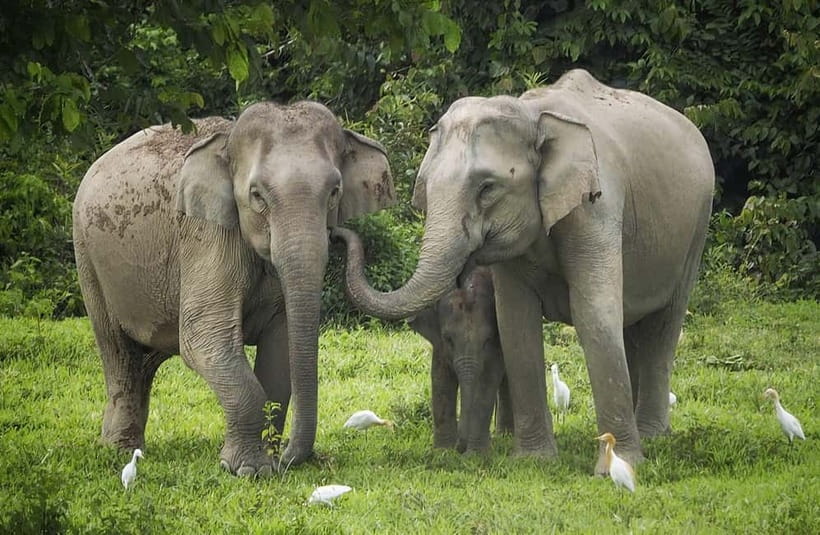Hua Hin: Kui Buri National Park Wild Elephant Watching - Why Kui Buri is a better choice for ethical elephant watching