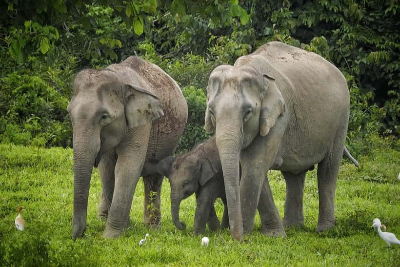 Hua Hin: Kui Buri National Park Wild Elephant Watching - From Hua Hin to the park: a useful half-day plan