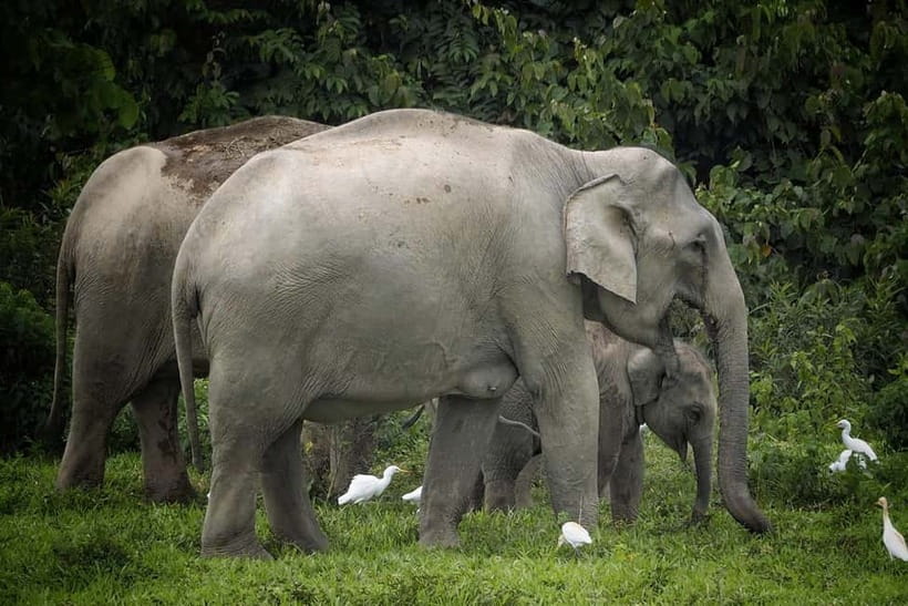 Hua Hin: Kui Buri National Park Wild Elephant Watching - Finding elephants without forcing the moment