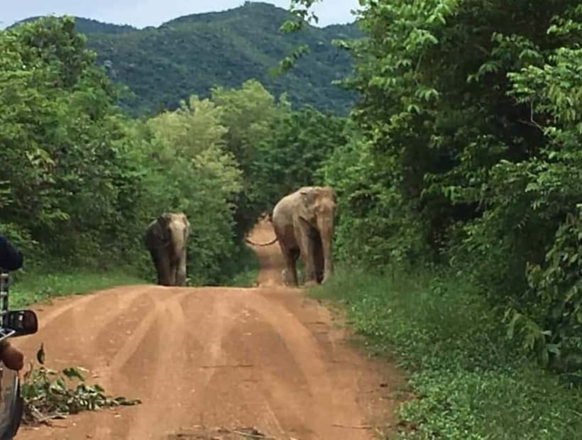 Hua Hin: Kui Buri National Park Wild Elephant Watching - Rain, comfort, and who should skip it