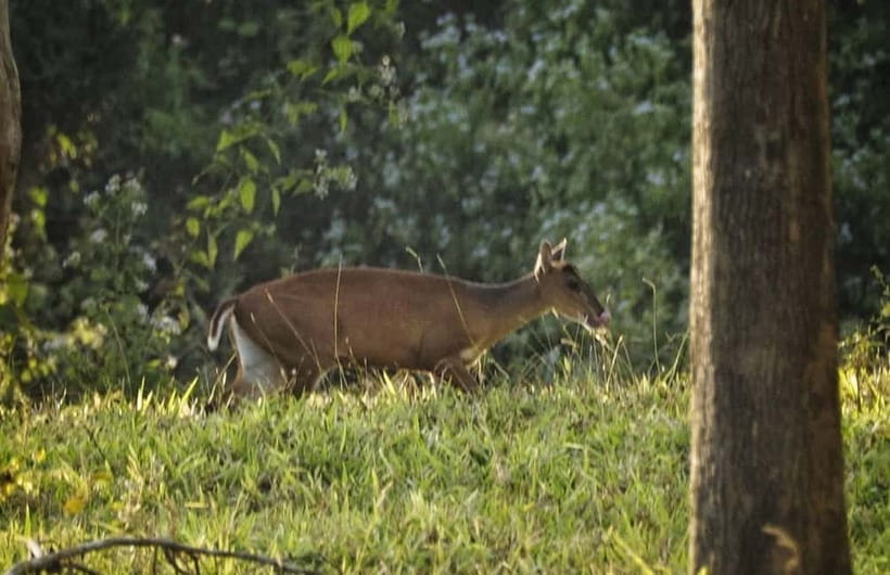 Hua Hin: Kui Buri National Park Wild Elephant Watching - Should you book the Kui Buri safari?