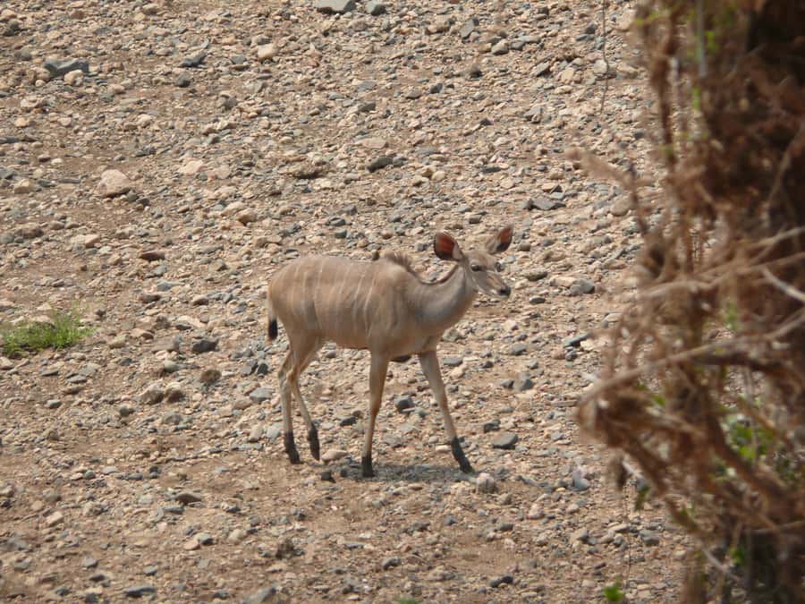 Hwange National Park Day Trip from Victoria Falls - Why Hwange Makes Sense From Victoria Falls