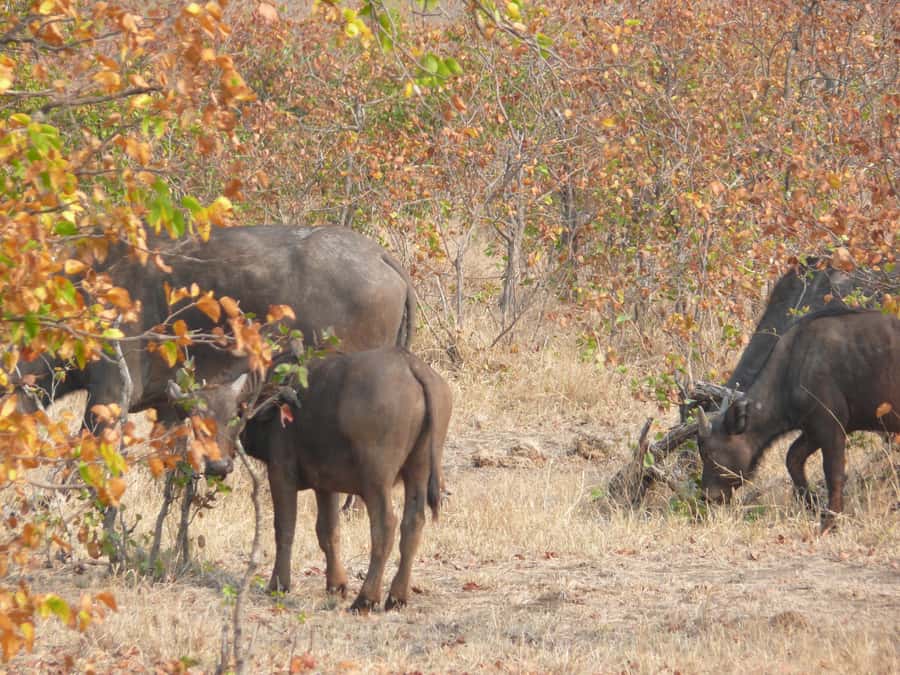 Hwange National Park Day Trip from Victoria Falls - The First Game Drive and Water-Hole Strategy