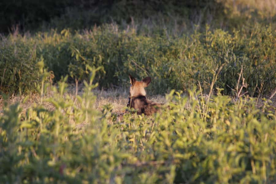 Hwange National Park Day Trip from Victoria Falls - Picnic Lunch, Water, and a Midday Pause
