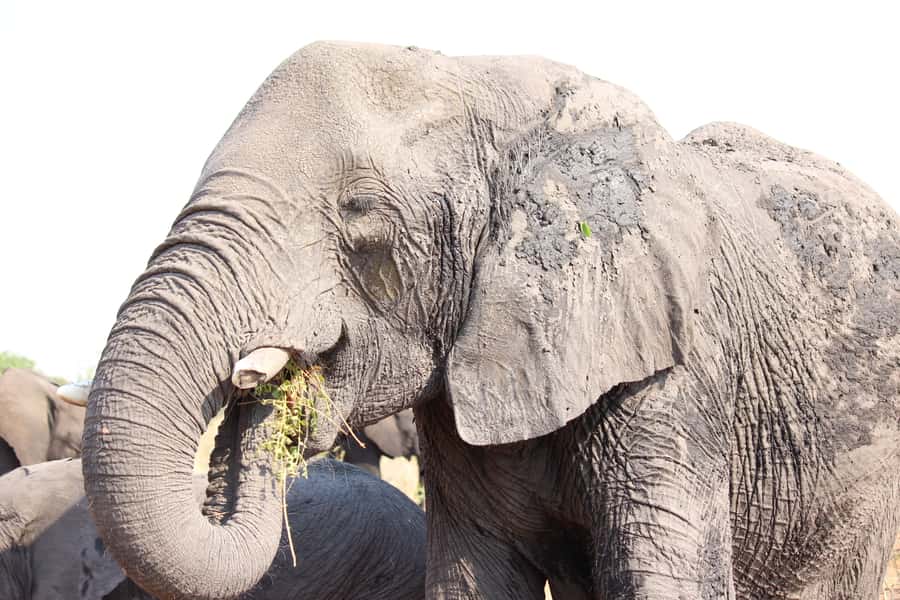 Hwange National Park Day Trip from Victoria Falls - What the $330 Price Really Covers