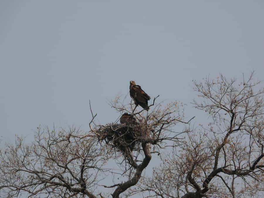 Hwange National Park Day Trip from Victoria Falls - Group Size, Comfort, and Access