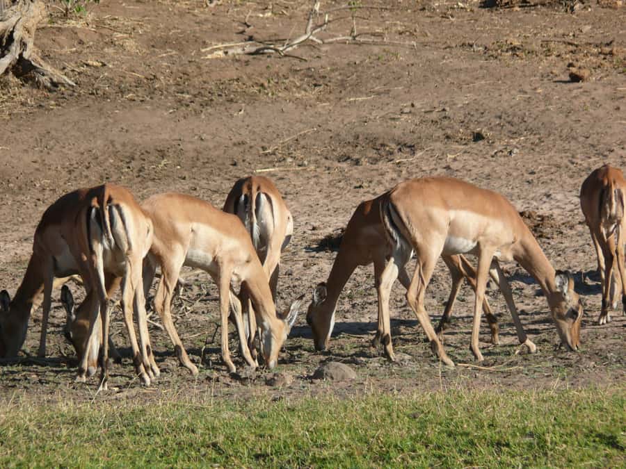 Hwange National Park Day Trip from Victoria Falls - Who Will Enjoy This Day Trip Most