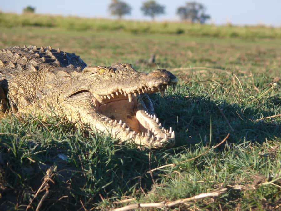 Hwange National Park Day Trip from Victoria Falls - Should You Book the Hwange Day Trip?